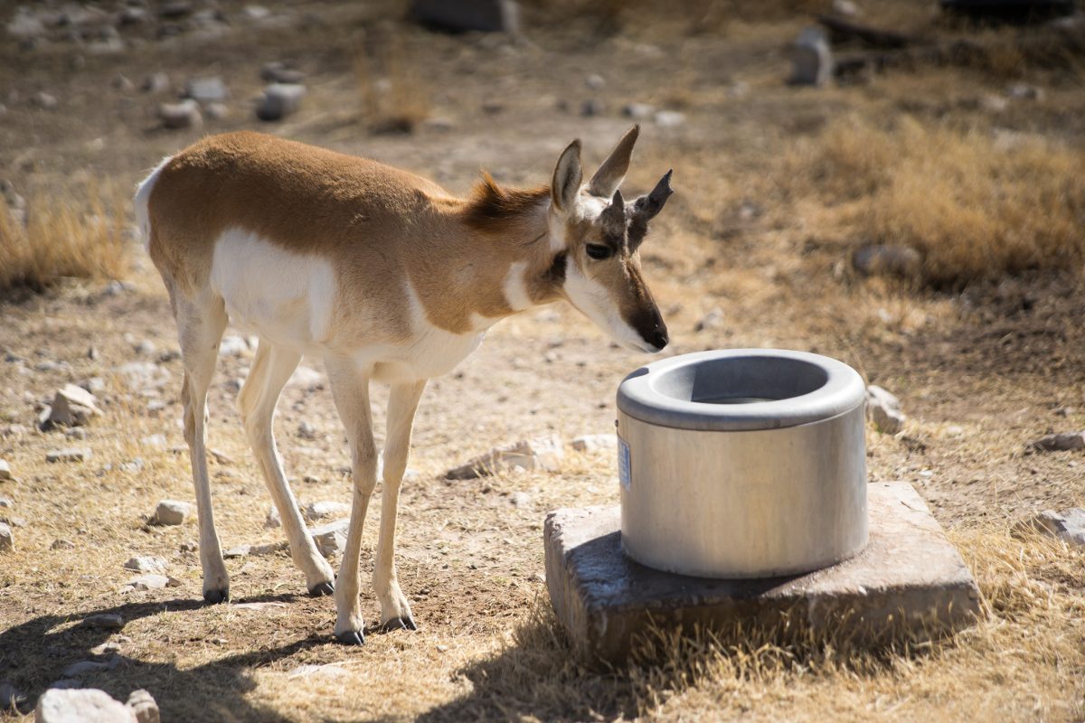 Pronghorn