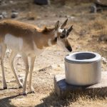 Pronghorn