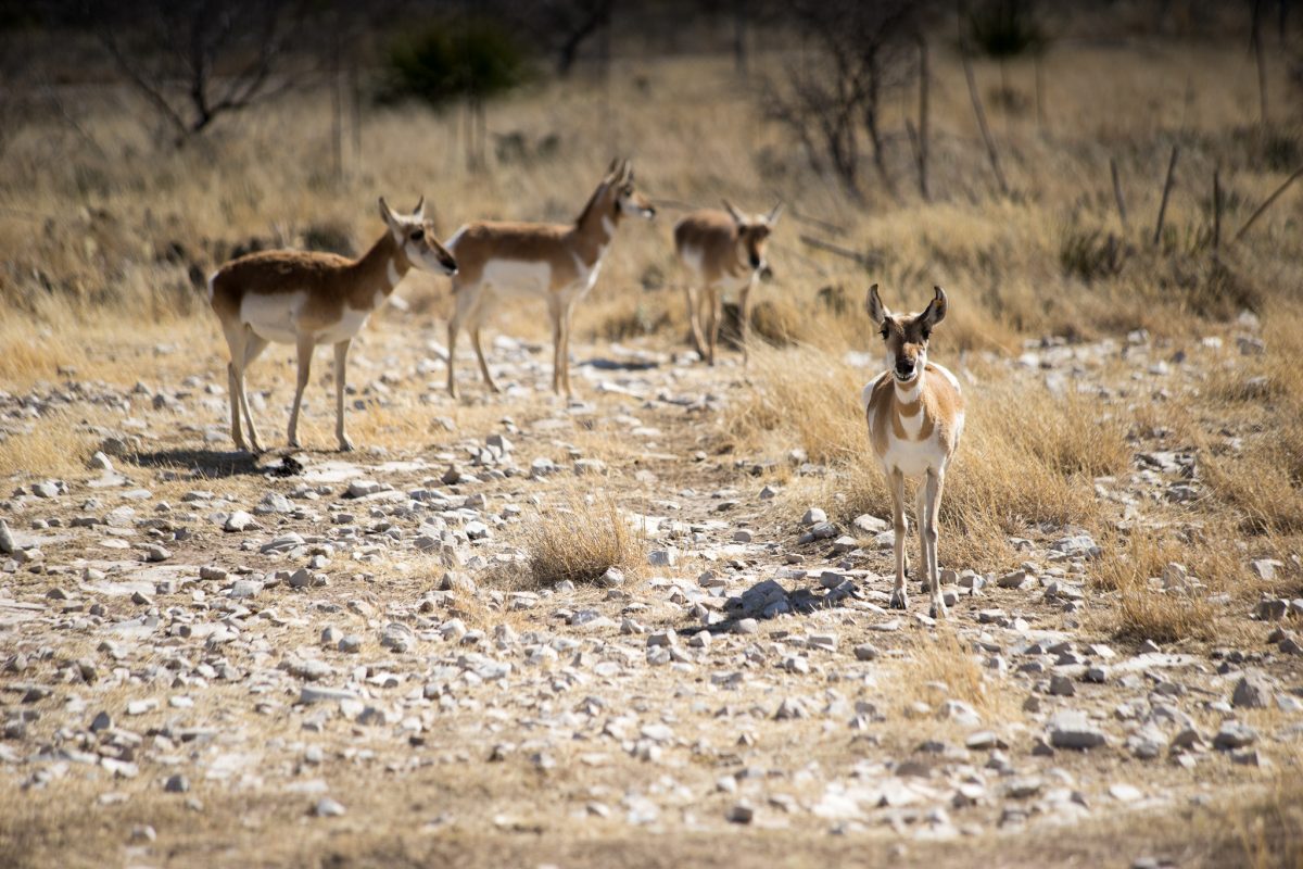 Pronghorn