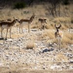 Pronghorn