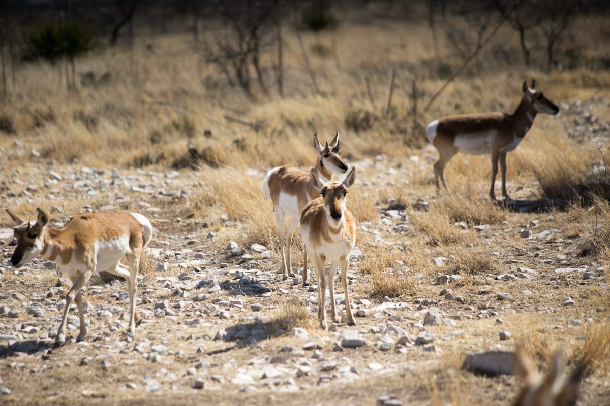 Pronghorn