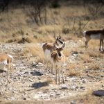 Pronghorn