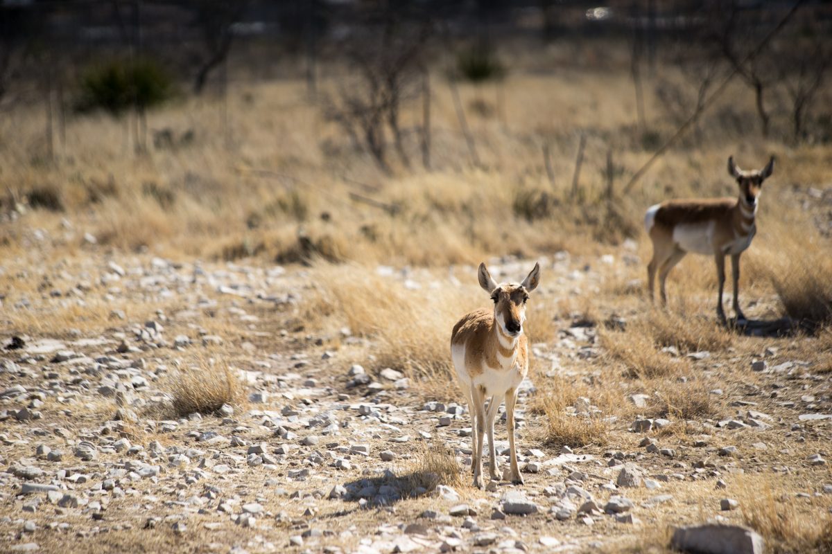 Pronghorn