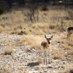 Pronghorn