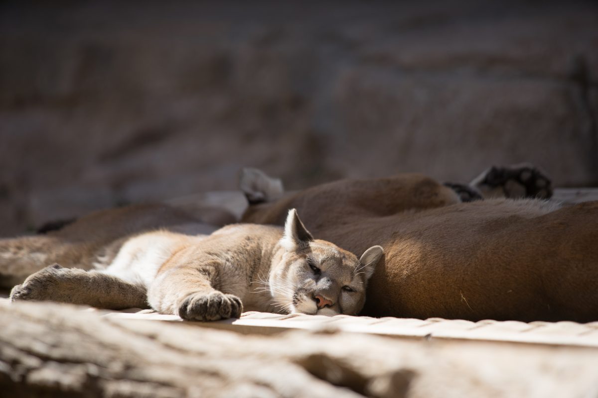 Mountain Lion