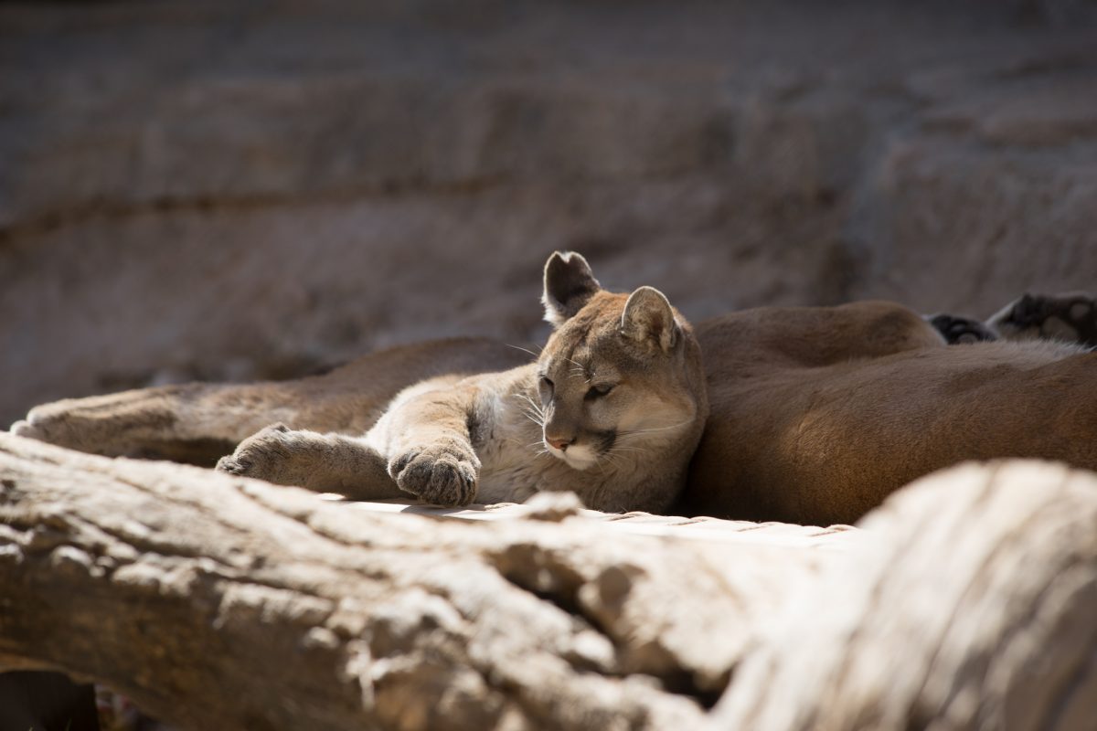 Mountain Lion