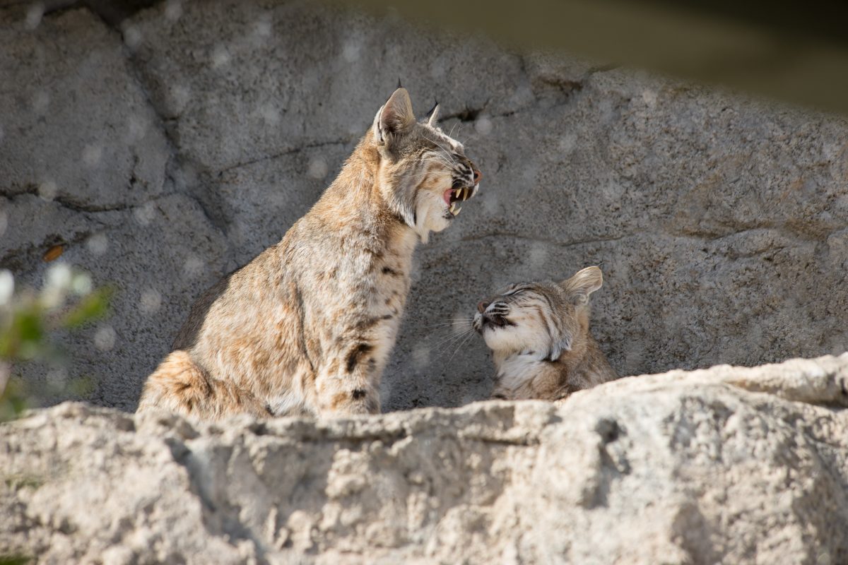 Bobcat