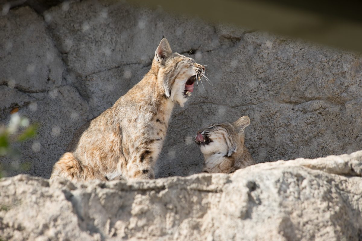 Bobcat