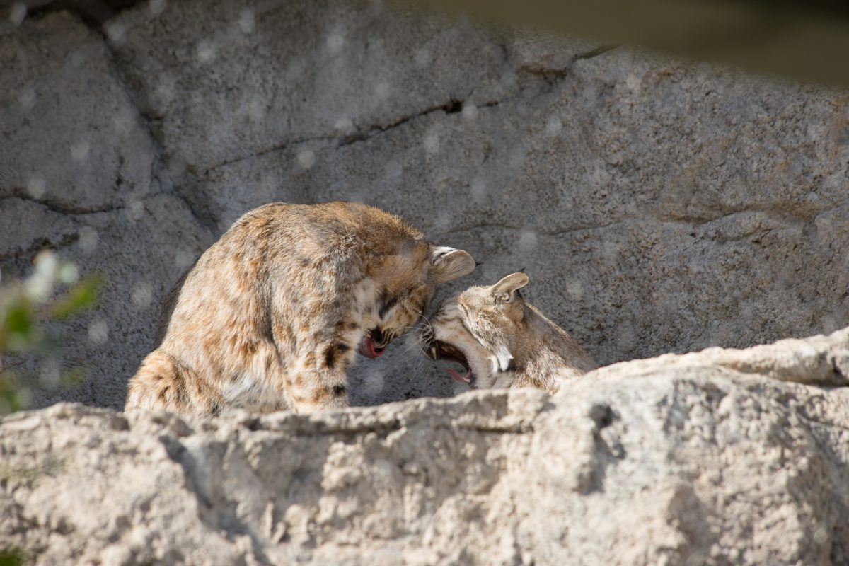 Bobcat