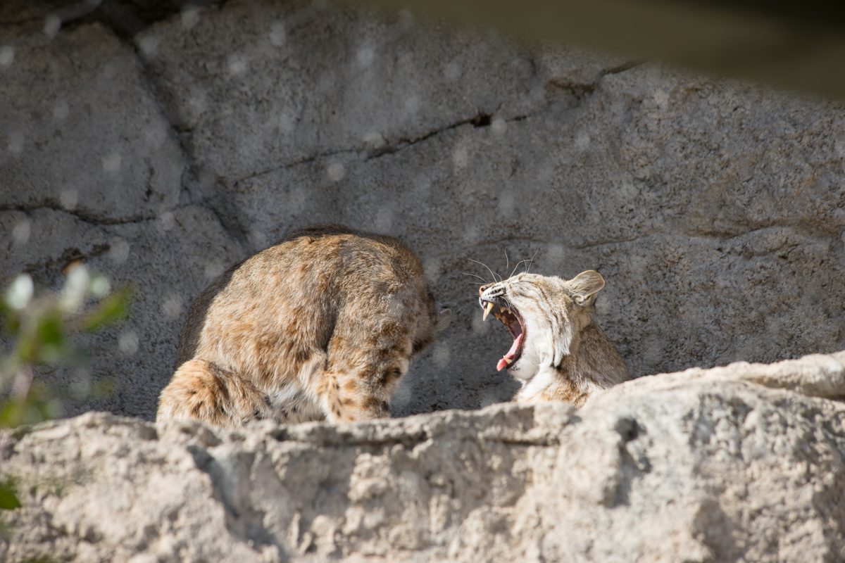 Bobcat