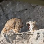 Bobcat