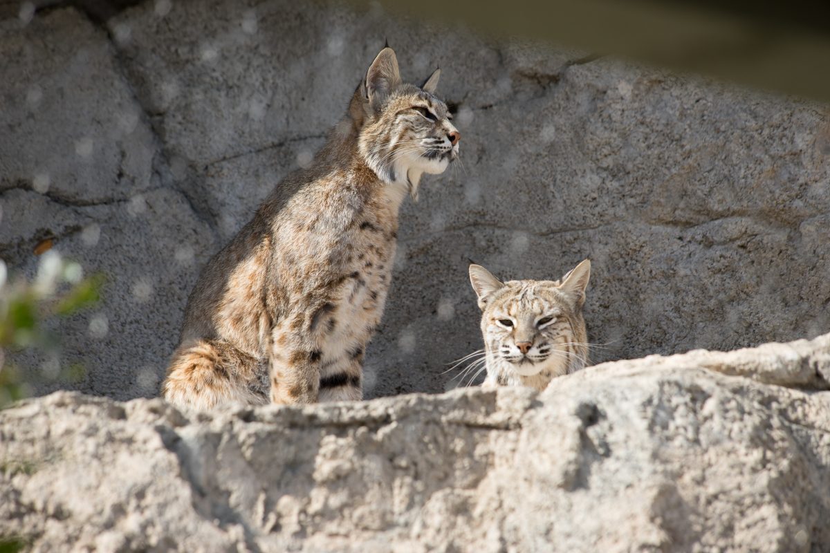 Bobcat