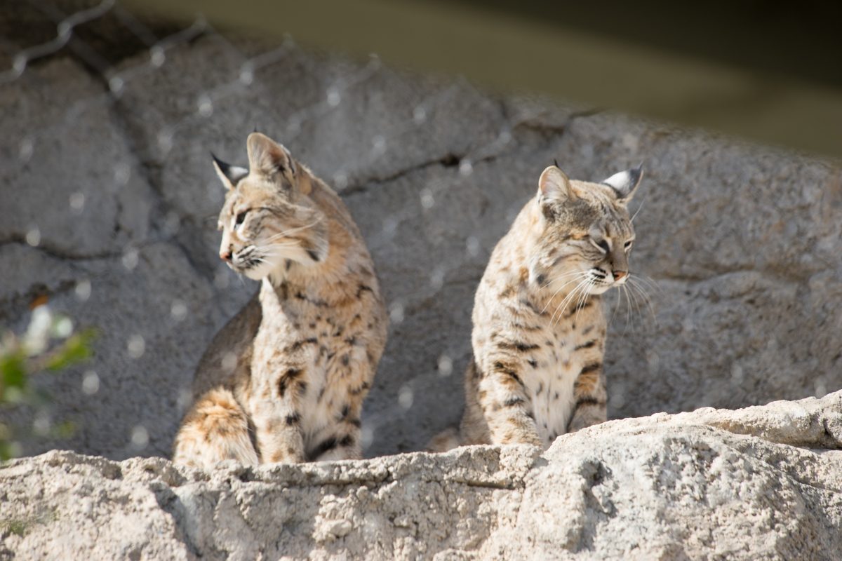 Bobcat