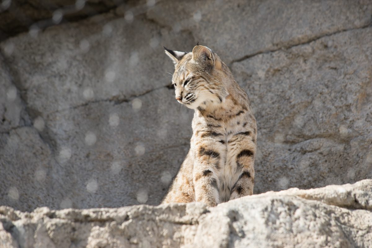 Bobcat